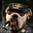 /album/bildgalleri-startsida/h%c3%a5rdhund-jpg/